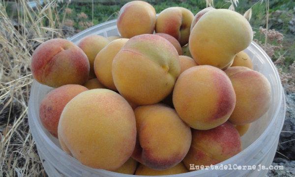 Priscos amarillos recolectados