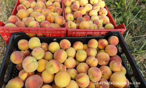  Recolección de priscos de la variedad amarilla