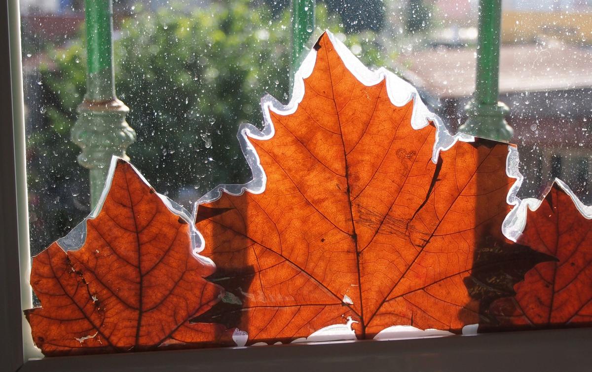 Hojas de arbol plastificadas en la ventana