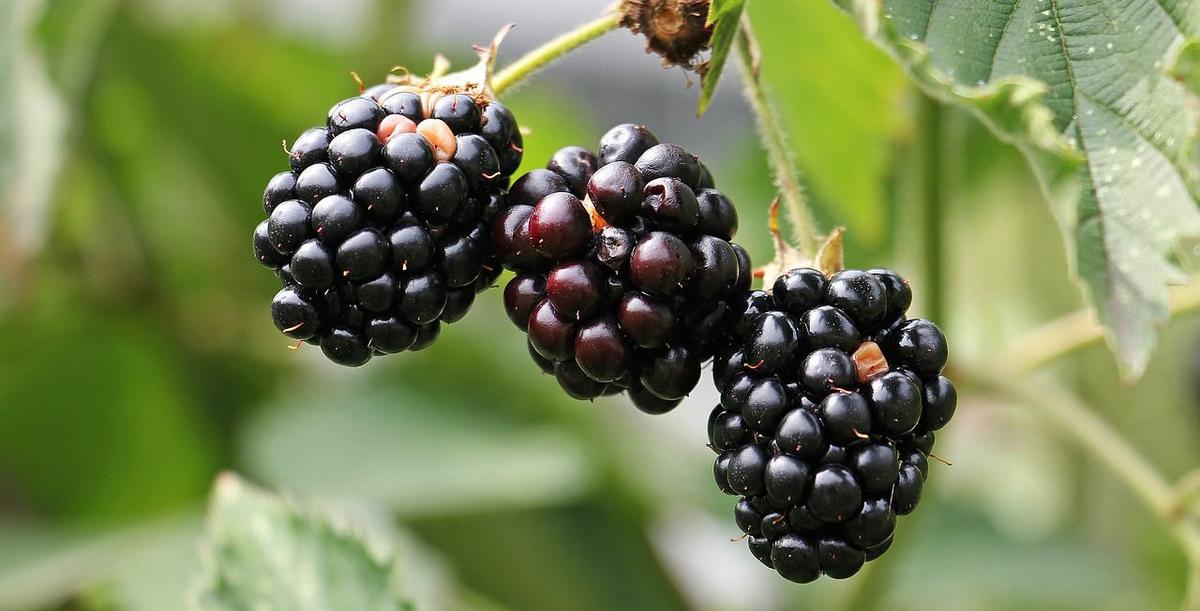 moras frutas del bosque
