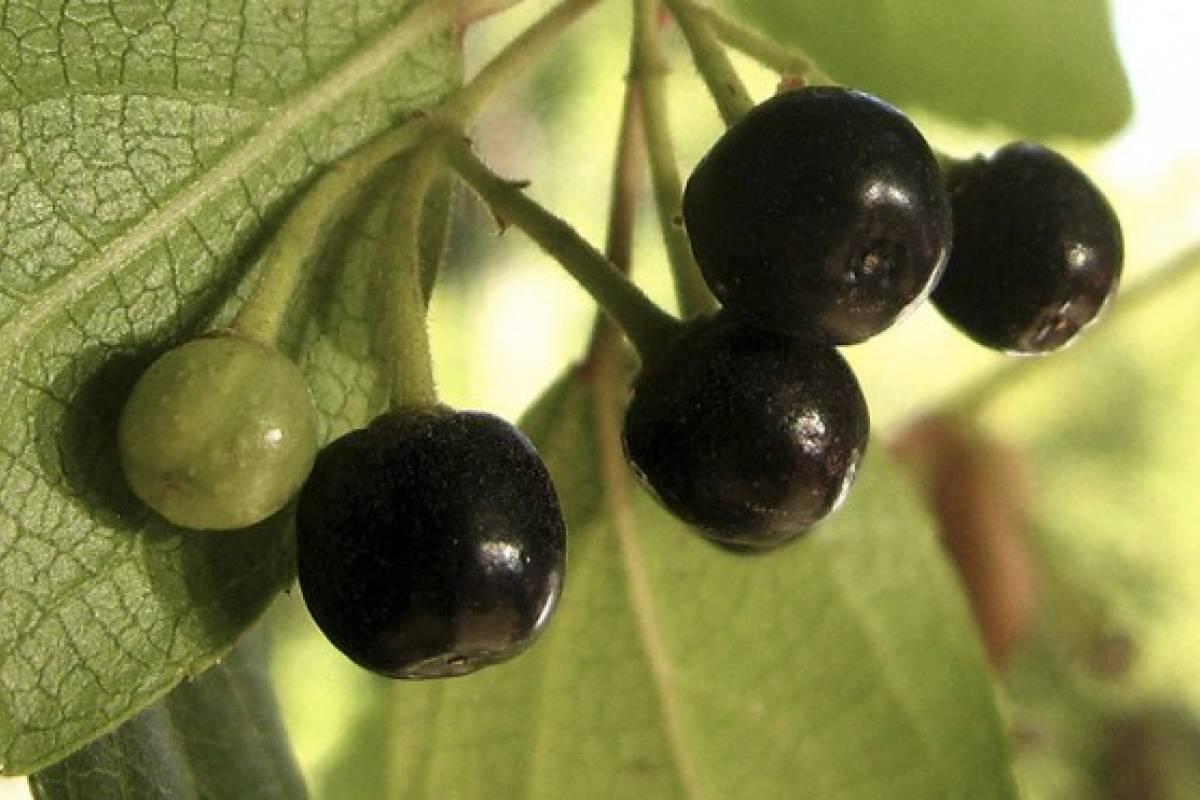 maquis frutas del bosque