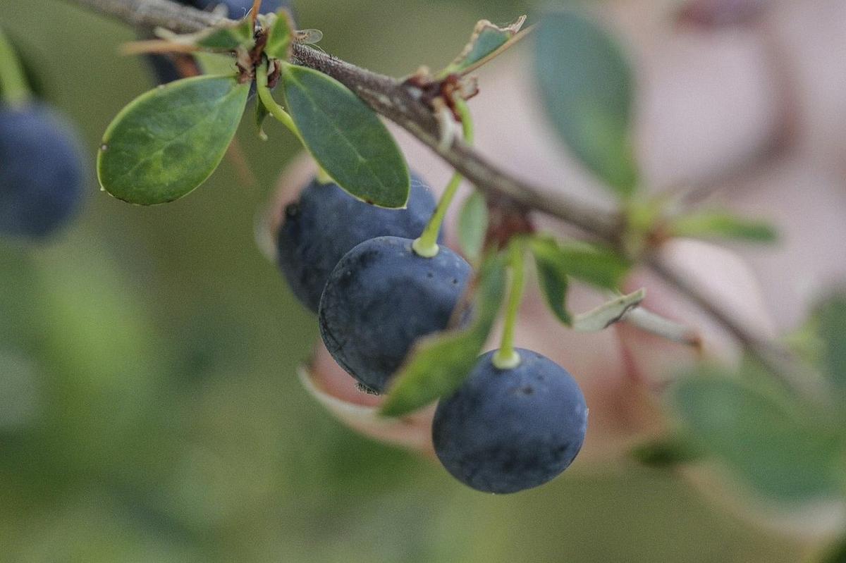 calafate fruta del bosque