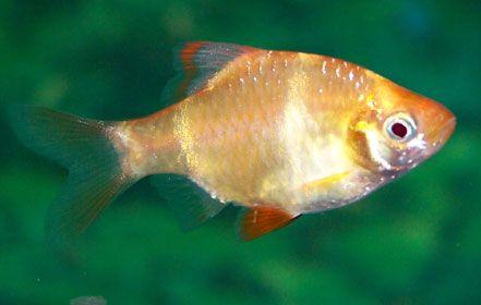 Barbo tigre, variedad gold
