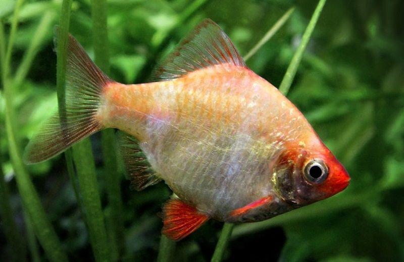 barbo tigre albino