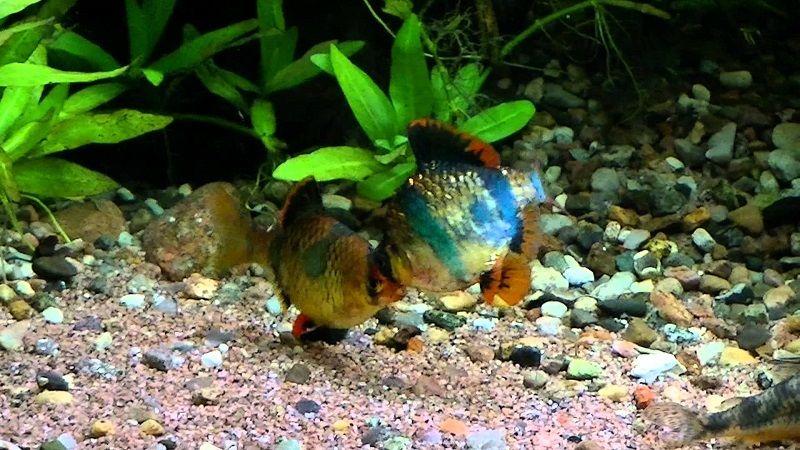 barbo tigre en el acuario