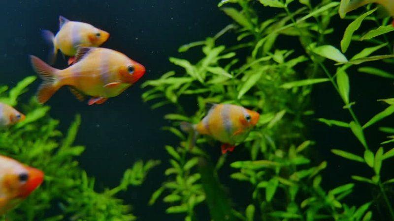 variedades de barbo tigre