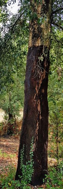 Alcornoque en O Courel.