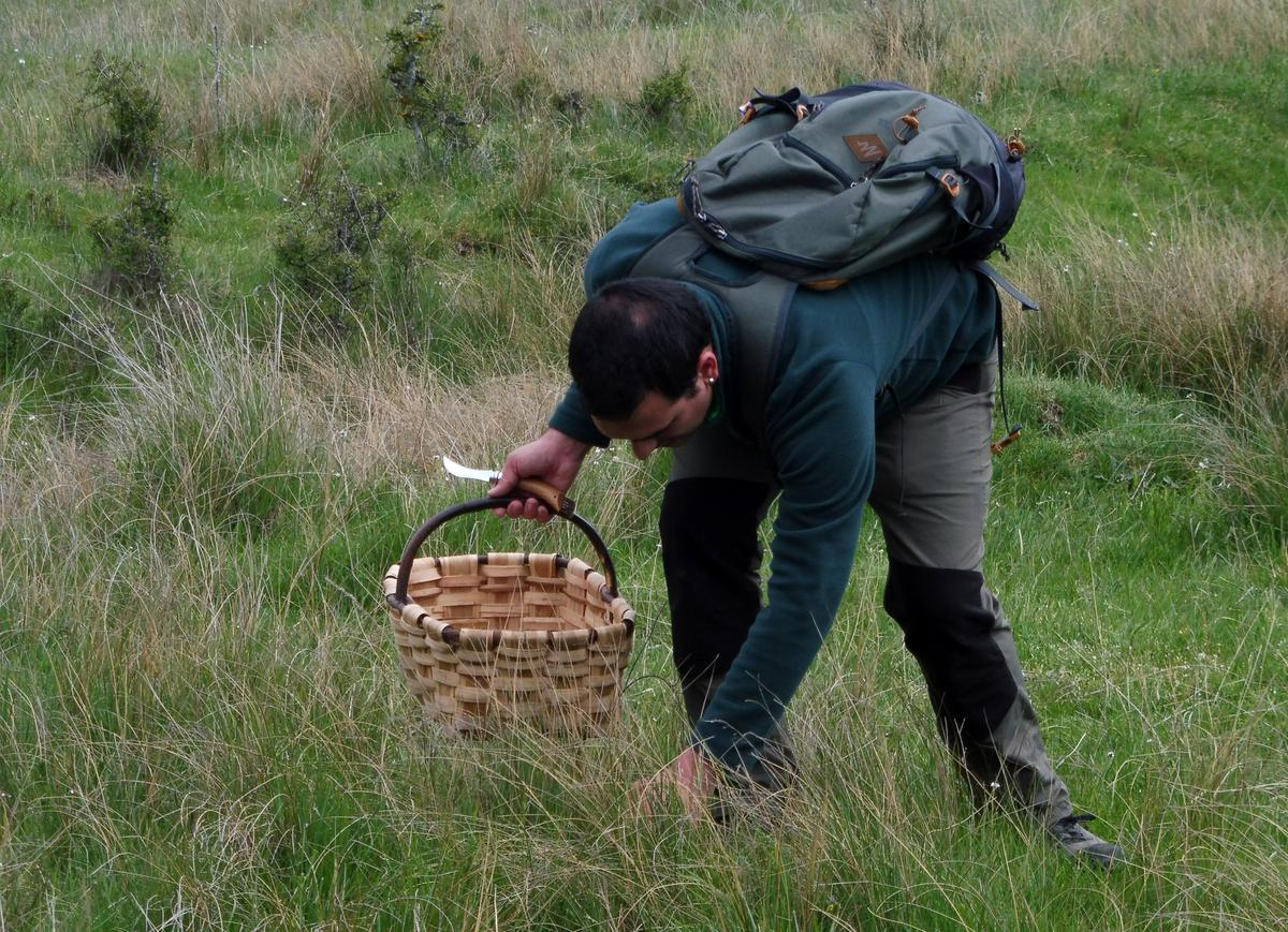Buscador de setas atrapando un ejemplar de seta de cardo