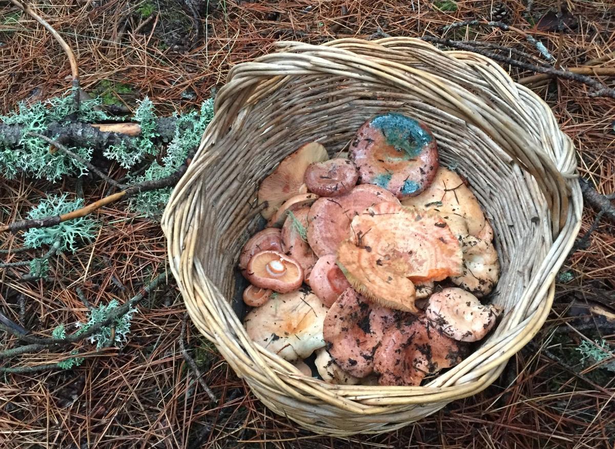 Níscalos por Castilla La Mancha. Foto Alicia Benito