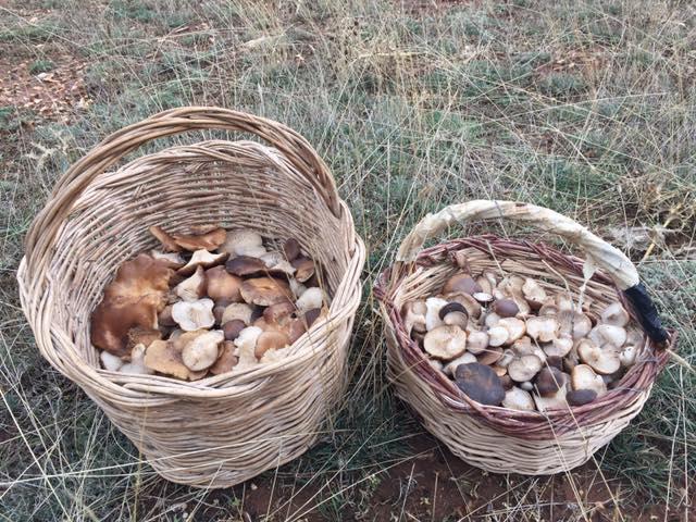 Setas de cardo en Guadalajara