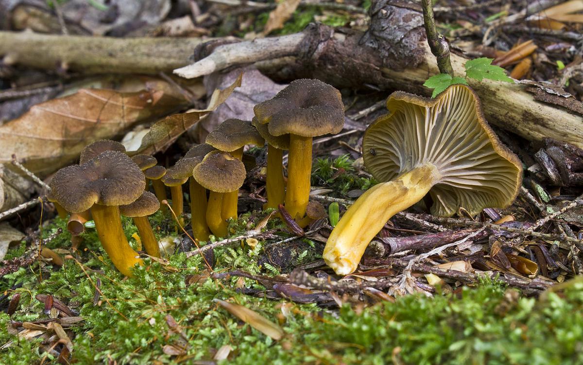 Craterellus tubaeformis: la trompeta amarilla o gula de monte