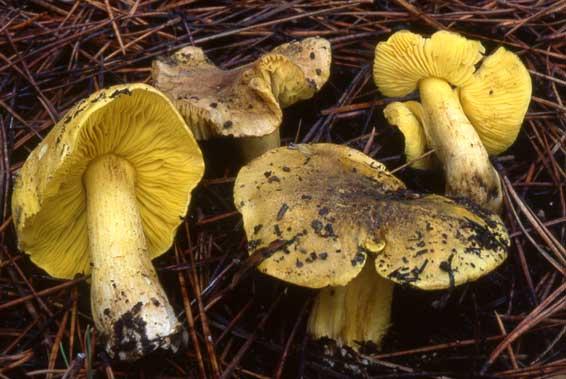 Tricholoma equestre
