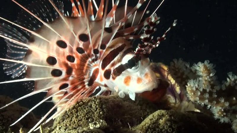 imágenes del pez león,pterois antennata