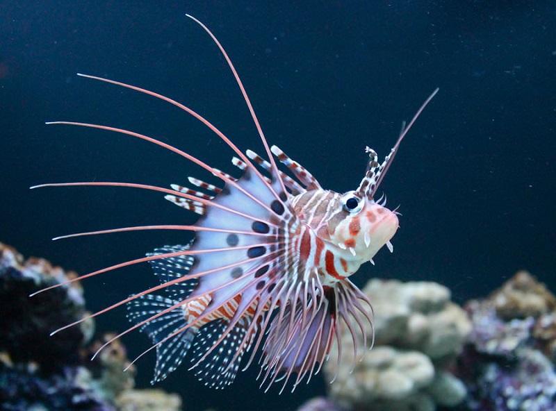 pez león, pterois antennata en fondo marino