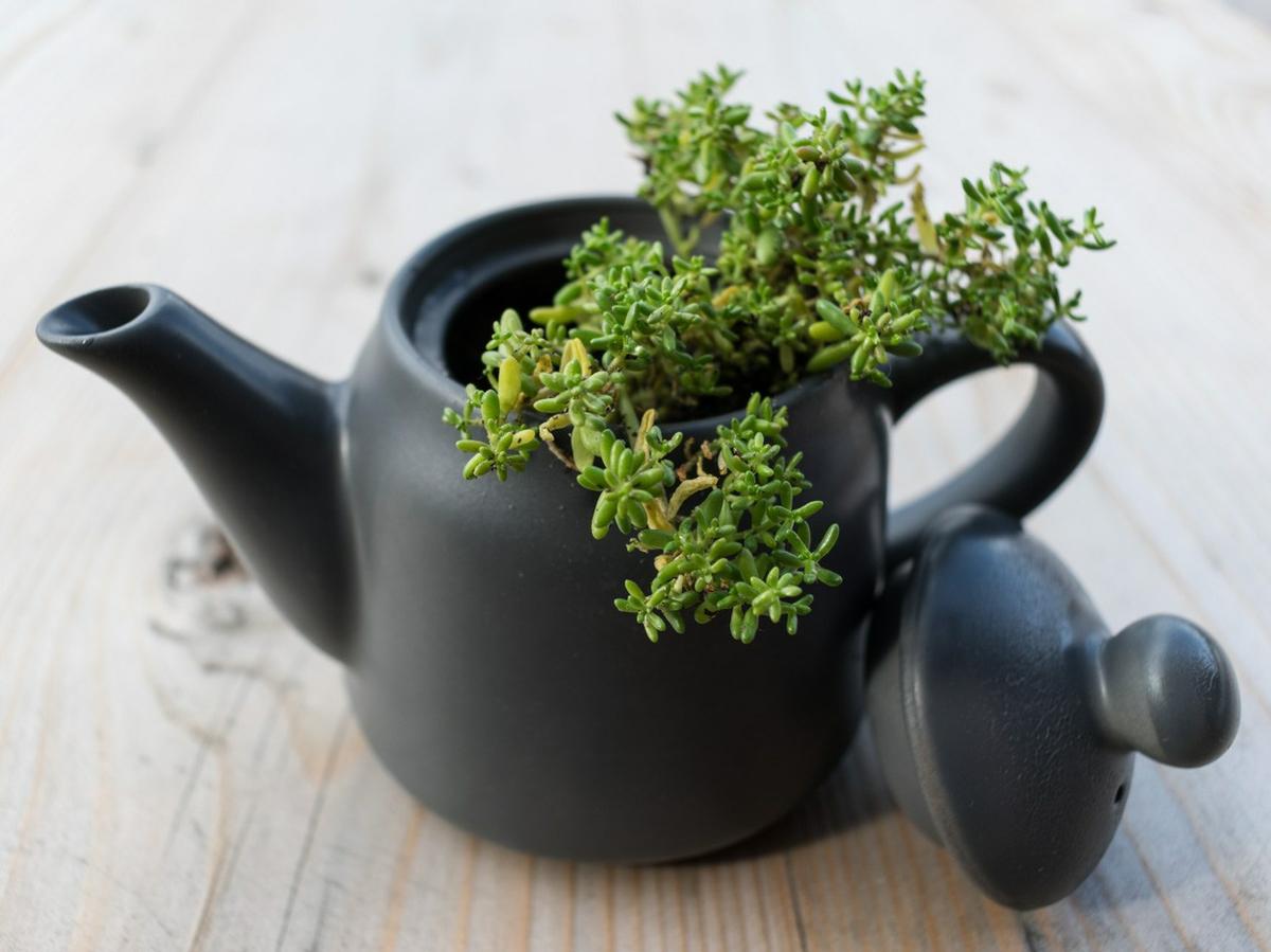 Maceta reciclada - DIY con una tetera