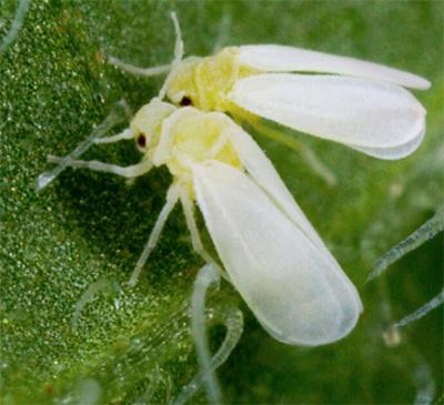 Pareja de moscas blancas