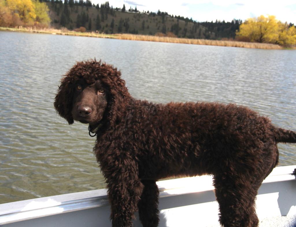 perro de agua americano