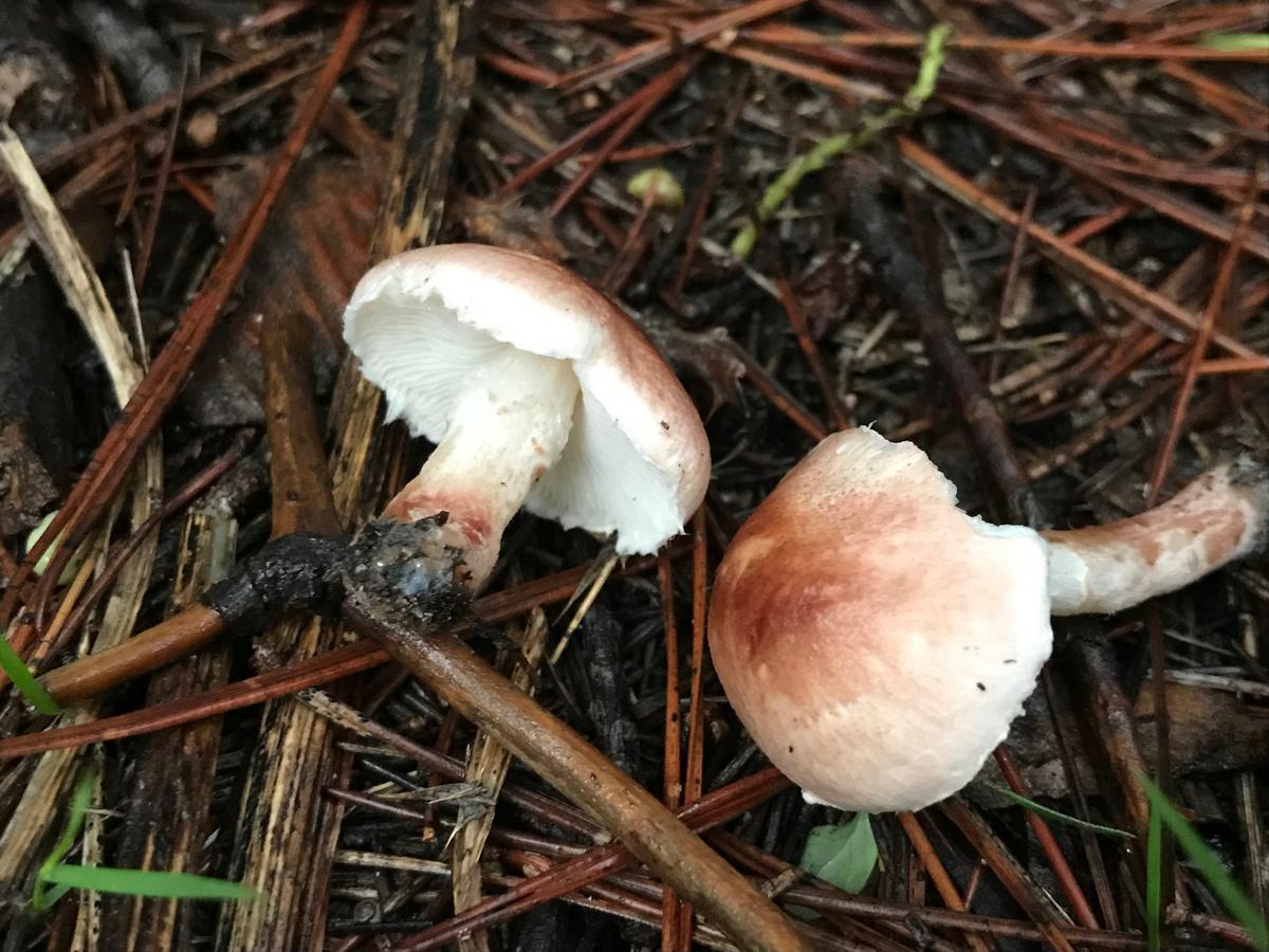 Lepiota subincarnata