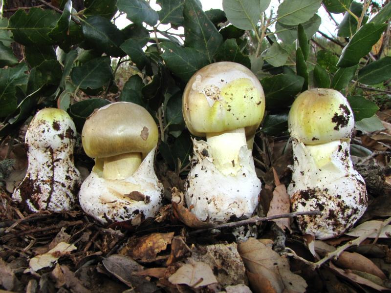 Amanita phalloides