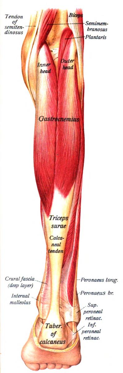 musculos de la pierna