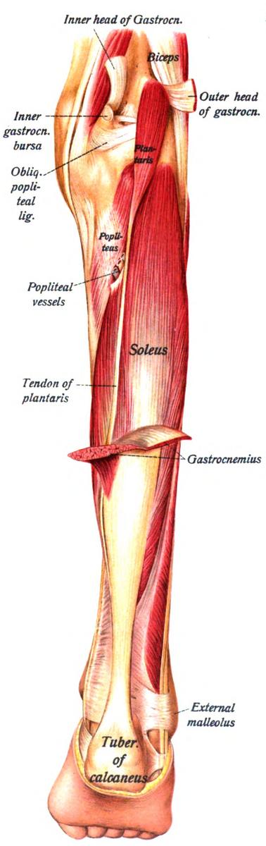 musculos de la pierna que forman el triceps sural