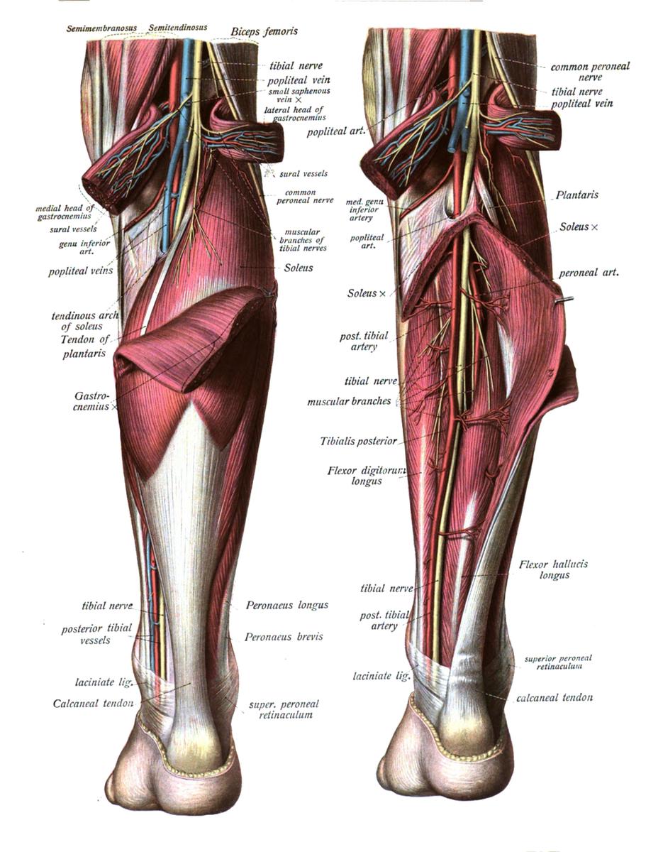 irrigacion e inervacion del triceps sural
