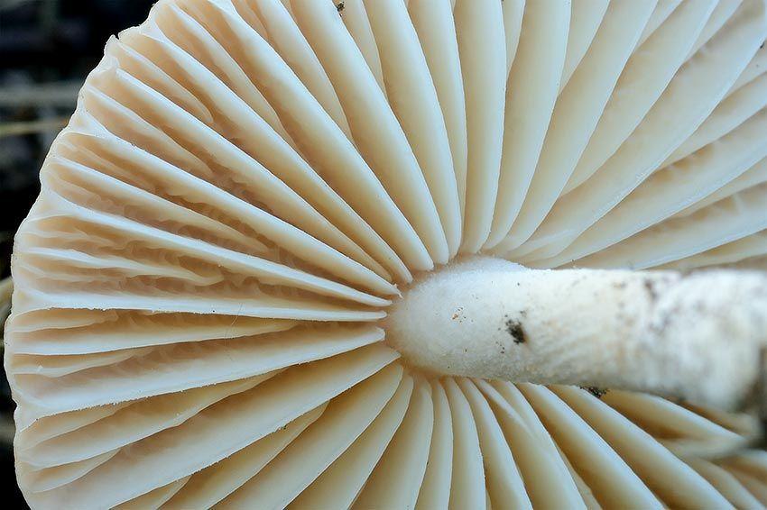 senderuela-carrereta-carrerilla-marasmius-oreades-la-casa-de-las-setas