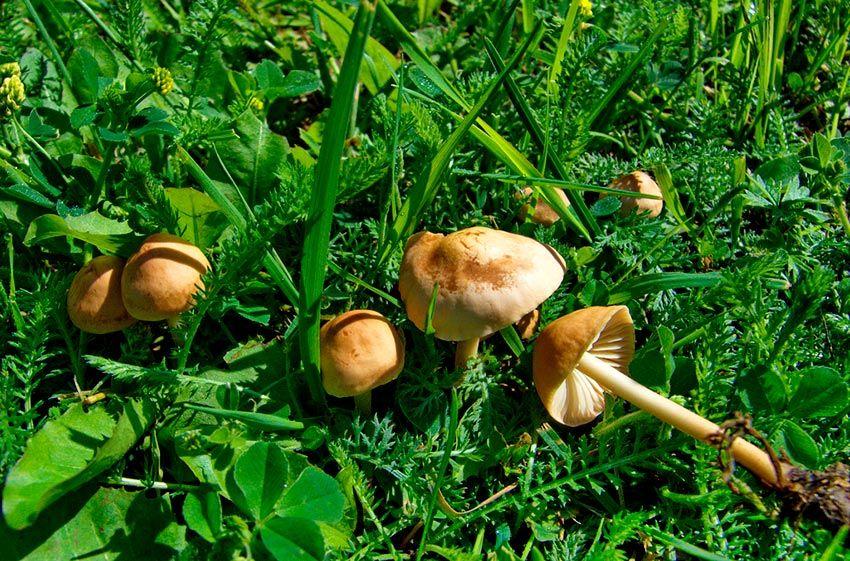 senderuela-carrereta-carrerilla-marasmius-oreades-la-casa-de-las-setas