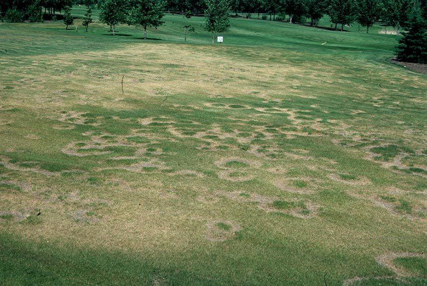 senderuela-carrereta-carrerilla-marasmius-oreades-la-casa-de-las-setas