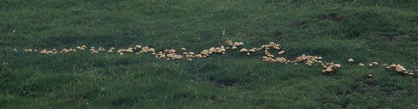 senderuela-carrereta-carrerilla-marasmius-oreades-la-casa-de-las-setas