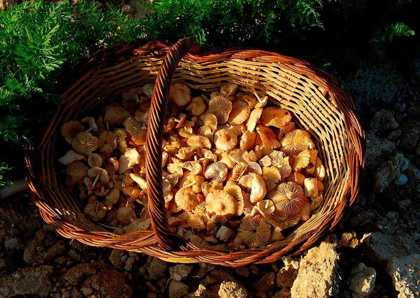 senderuela-carrereta-carrerilla-marasmius-oreades-la-casa-de-las-setas