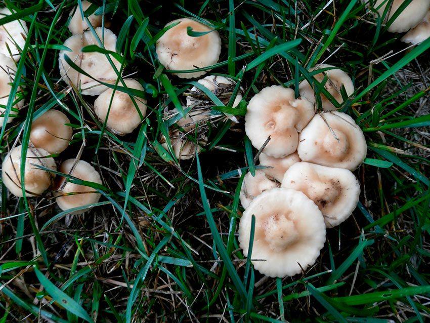 senderuela-carrereta-carrerilla-marasmius-oreades-la-casa-de-las-setas