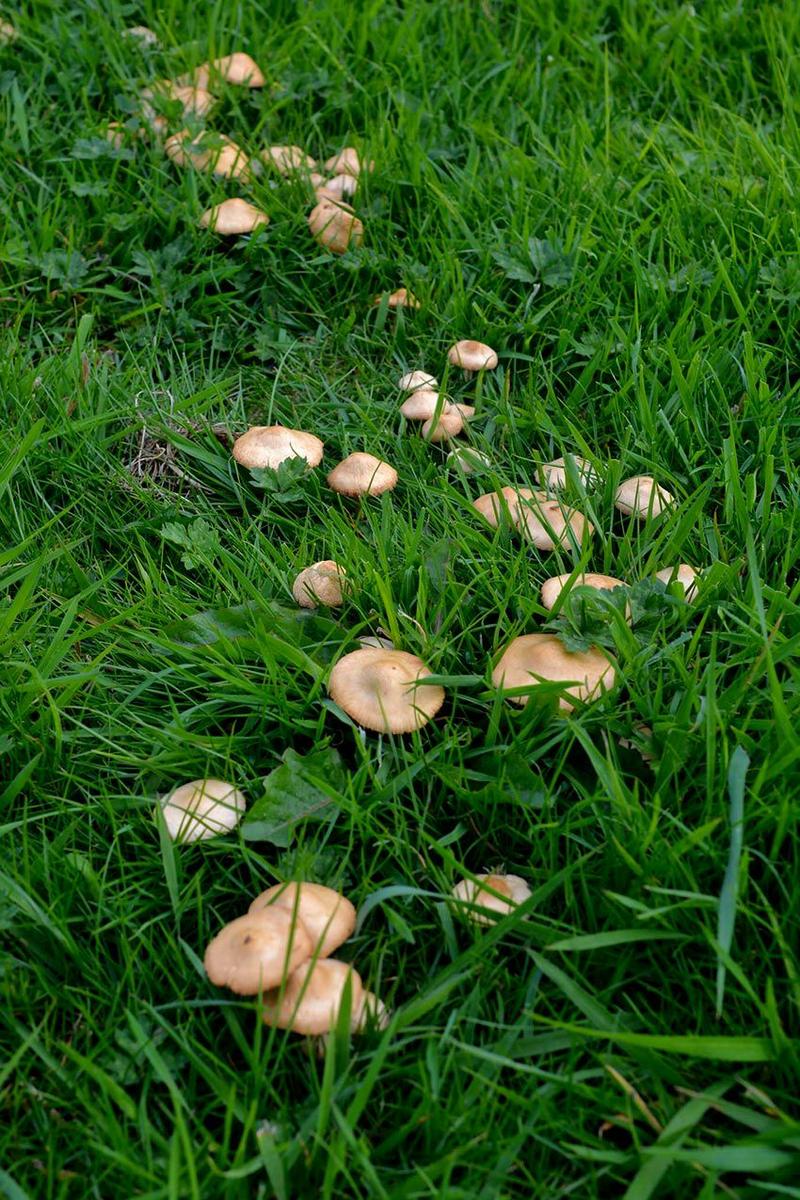 senderuela-carrereta-carrerilla-marasmius-oreades-la-casa-de-las-setas