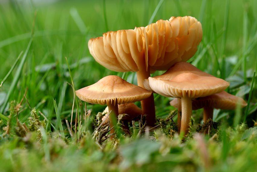 26SENDERUELA-la-casa-de-las-setas