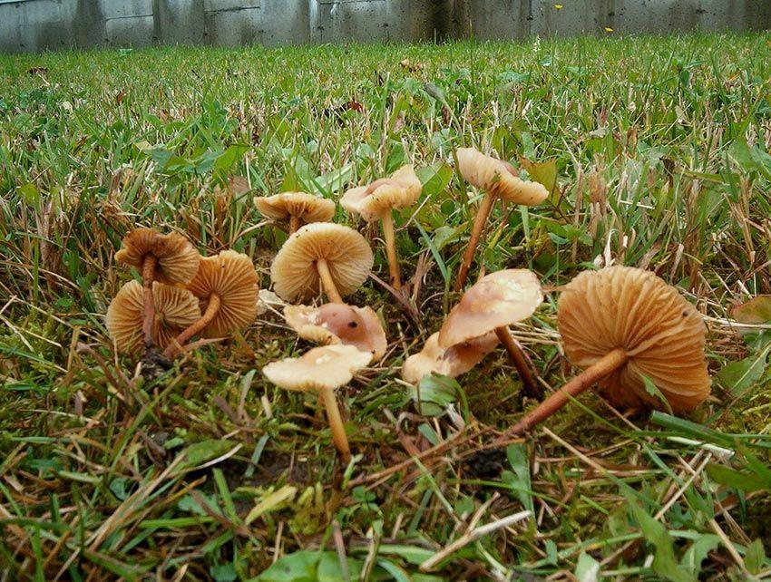 24SENDERUELA-la-casa-de-las-setas