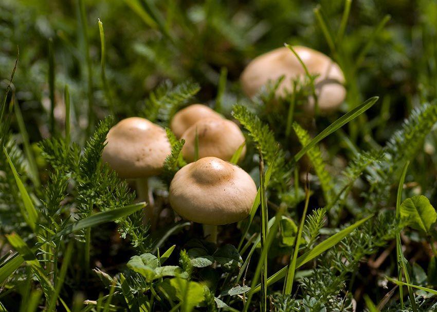 23SENDERUELA-la-casa-de-las-setas