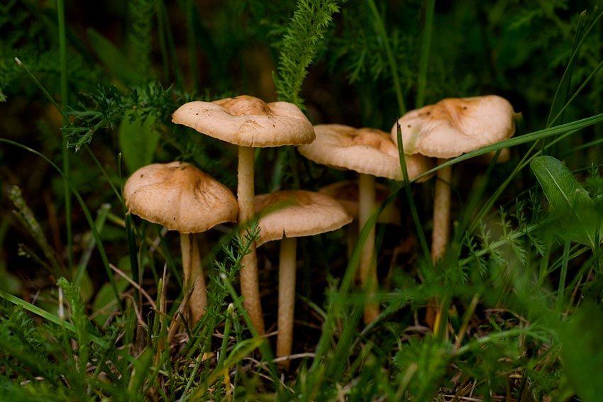 22SENDERUELA-la-casa-de-las-setas