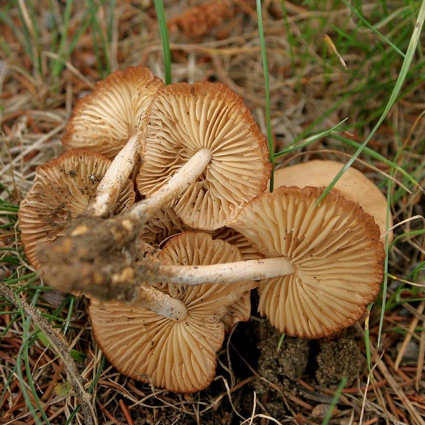 19SENDERUELA-la-casa-de-las-setas