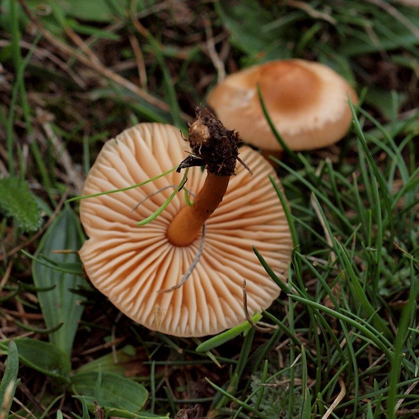 15SENDERUELA-la-casa-de-las-setas