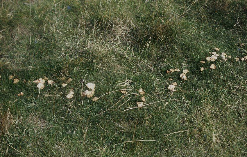 14SENDERUELA-la-casa-de-las-setas