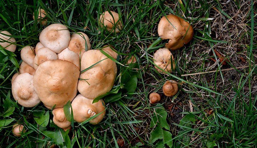 12SENDERUELA-la-casa-de-las-setas