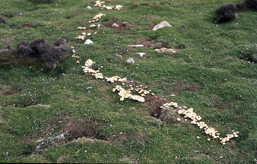 10SENDERUELA-la-casa-de-las-setas