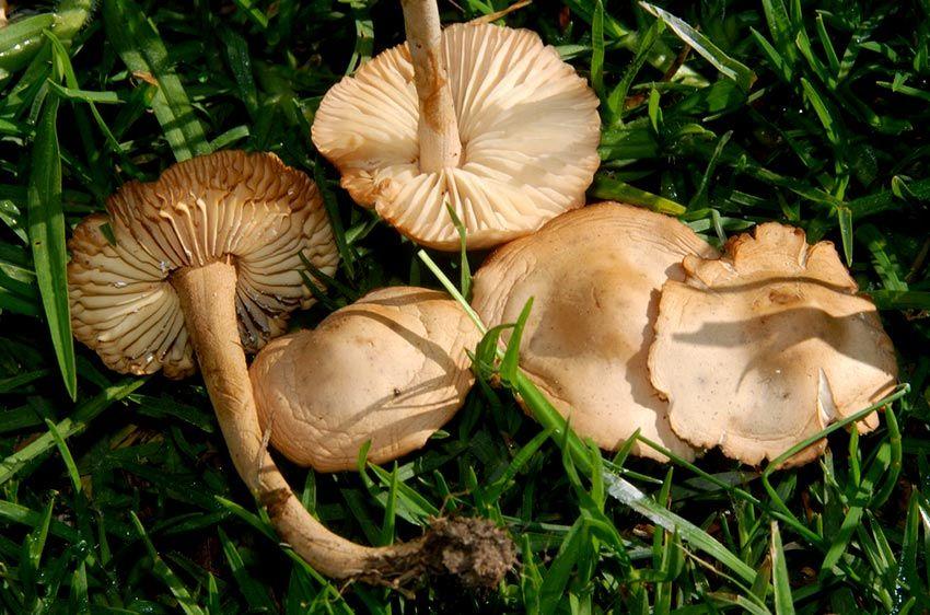 06SENDERUELA-la-casa-de-las-setas