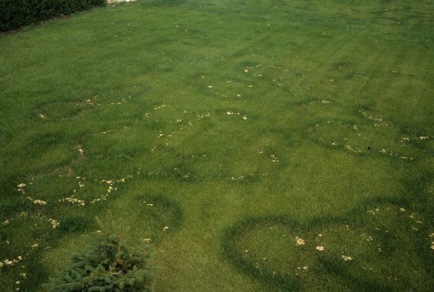 05SENDERUELA-la-casa-de-las-setas