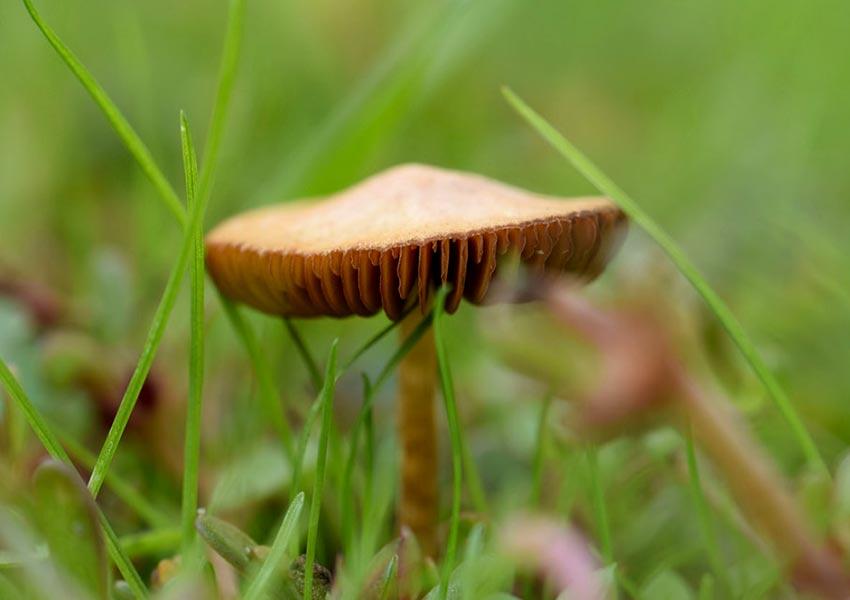 04SENDERUELA-la-casa-de-las-setas