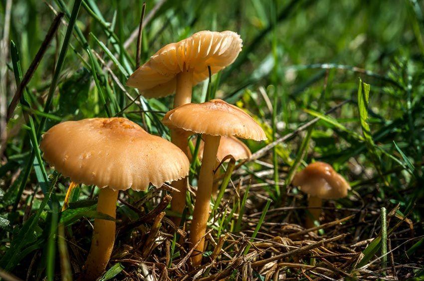 03SENDERUELA-la-casa-de-las-setas