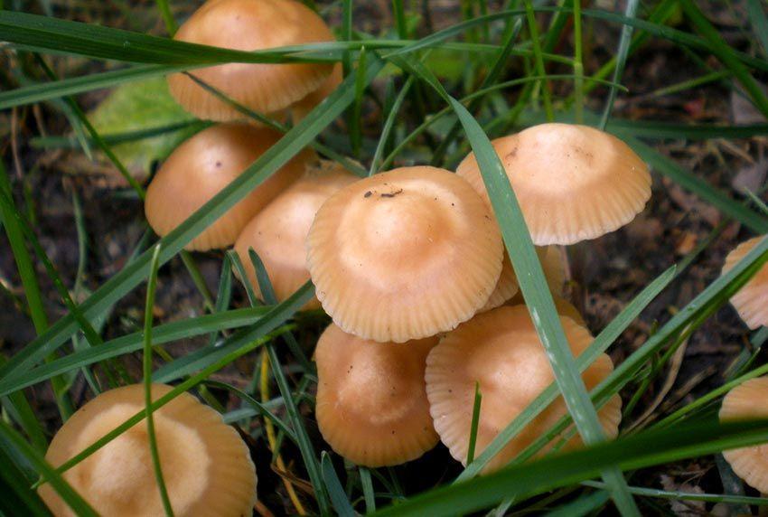 02SENDERUELA-la-casa-de-las-setas