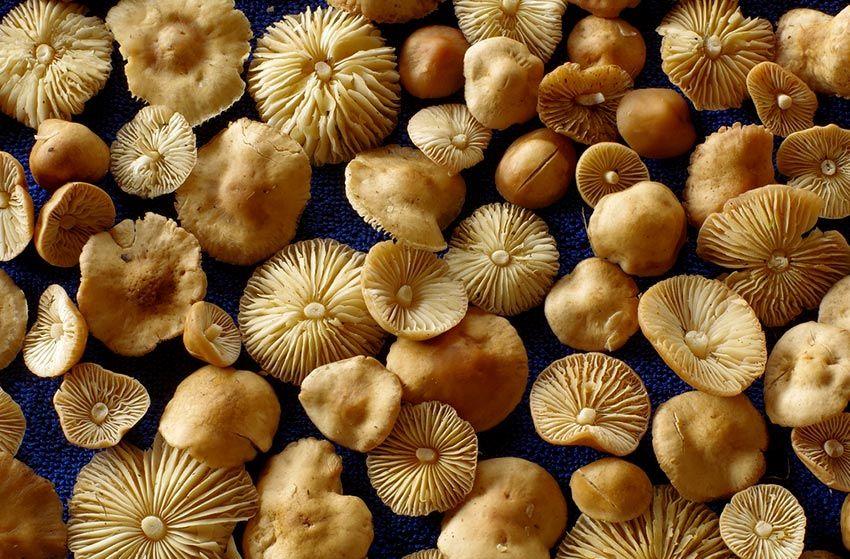 senderuela-carrereta-carrerilla-marasmius-oreades-la-casa-de-las-setas