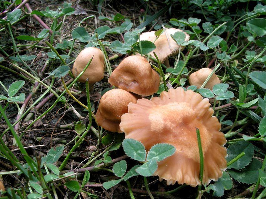 senderuela-carrereta-carrerilla-marasmius-oreades-la-casa-de-las-setas