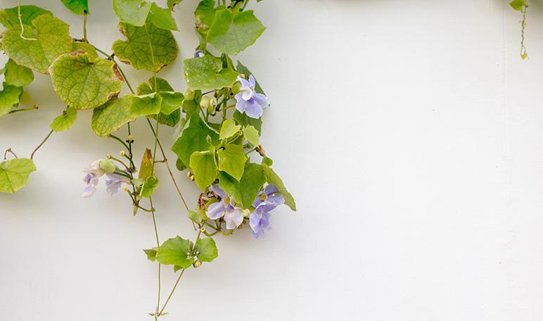 Cómo combatir la araña roja con cayena - Trucos de hogar caseros